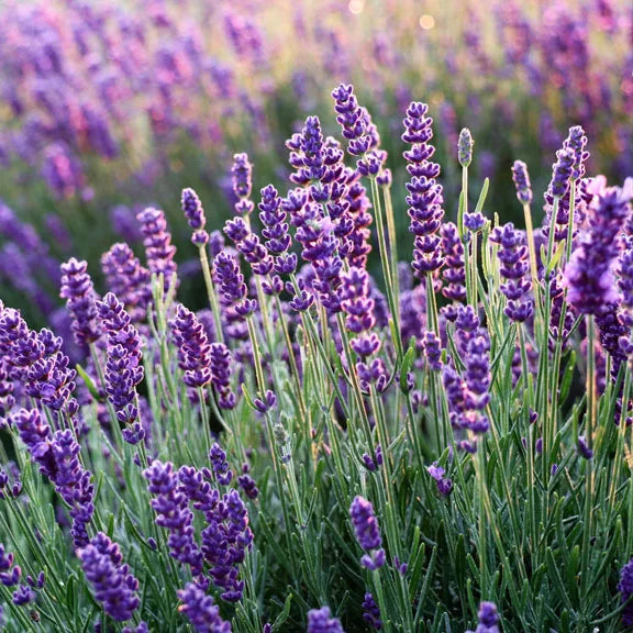 Lavender