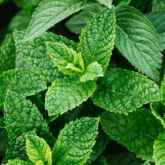 Peppermint