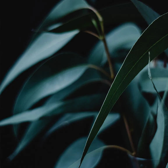Eucalyptus