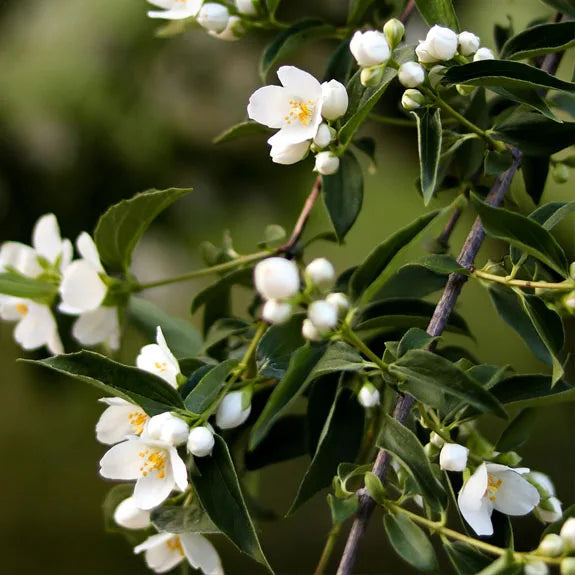 Jasmine 