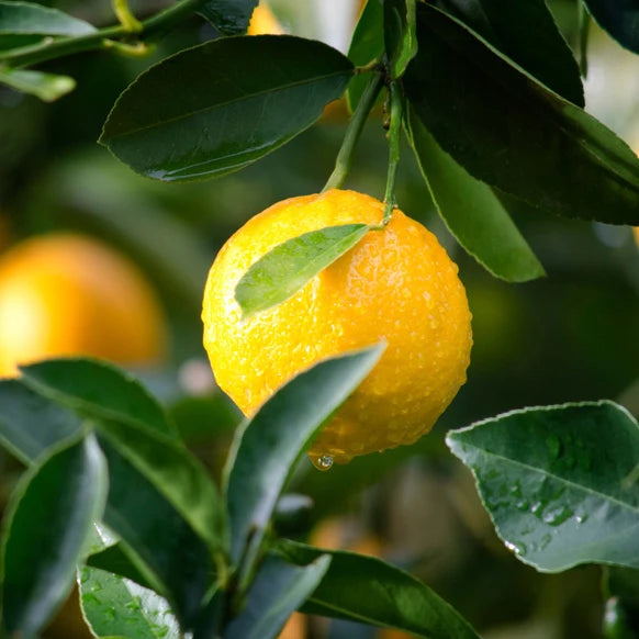 Lemon