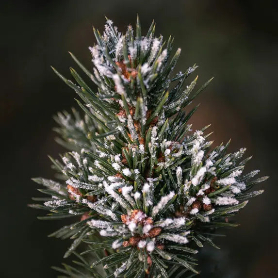 Pine